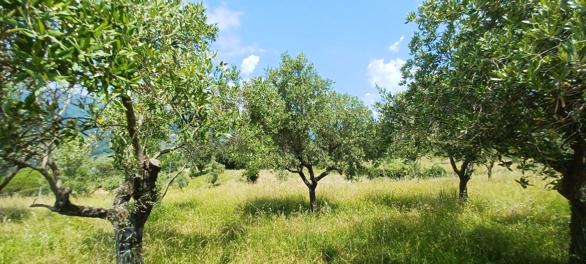 Olivi dell'azienda tra l'erba alta, sulle colline di Pistoia in una giornata di sole